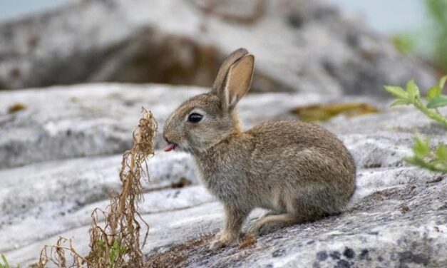 Le specie aliene “emigrano” per evitare l’estinzione