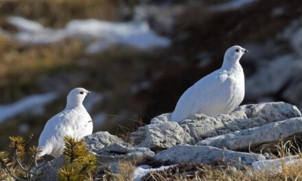 Con piste da sci sempre più in quota a rischio gli habitat degli animali d’alta montagna