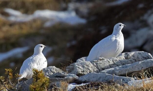 Con piste da sci sempre più in quota a rischio gli habitat degli animali d’alta montagna