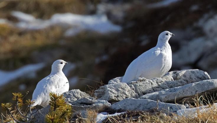 Con piste da sci sempre più in quota a rischio gli habitat degli animali d’alta montagna