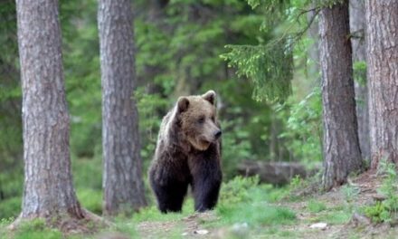 M91 e la conservazione delle specie selvatiche attraverso l’invisibilità