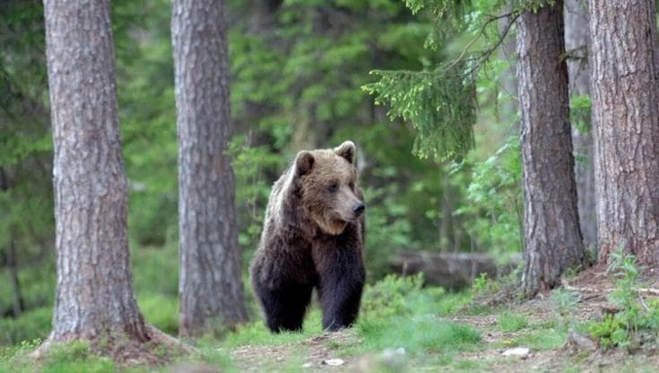 M91 e la conservazione delle specie selvatiche attraverso l’invisibilità