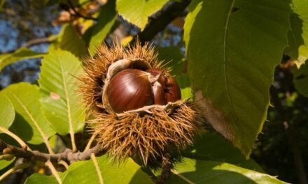 Tutte le varietà del castagno e come coltivarlo