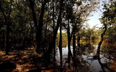 Delle foreste pluviali abitate da animali vertebrati solo il 25% è davvero integro