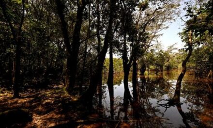 Delle foreste pluviali abitate da animali vertebrati solo il 25% è davvero integro