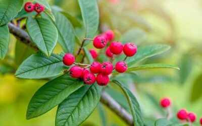 Il bello del cotoneaster tra fiori e bacche: i consigli