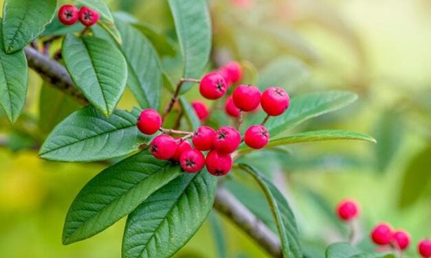 Il bello del cotoneaster tra fiori e bacche: i consigli