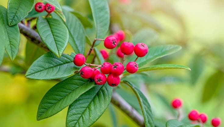 Il bello del cotoneaster tra fiori e bacche: i consigli