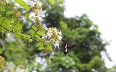 La liana che odora di marzapane o la palma fantasma: nel 2024 scoperte quasi 150 nuove piante