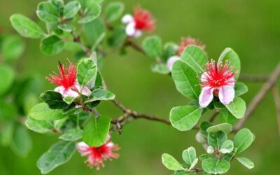 Feijoa, l’arbusto sempreverde che resiste alle temperature estreme