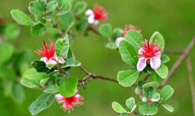 Feijoa, l’arbusto sempreverde che resiste alle temperature estreme