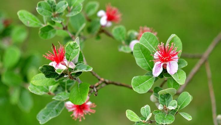 Feijoa, l’arbusto sempreverde che resiste alle temperature estreme