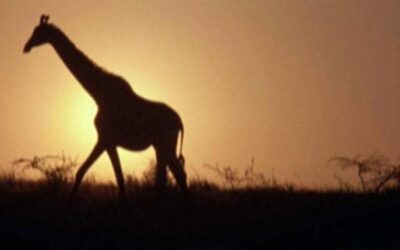 Le giraffe non sanno andare in salita. “Grazie a questa scoperta ora possiamo proteggerle”