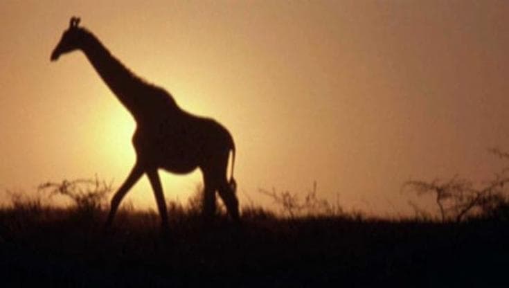 Le giraffe non sanno andare in salita. “Grazie a questa scoperta ora possiamo proteggerle”