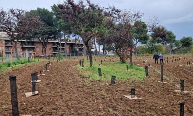 Piantare alberi per rinfrescare le città: arrivano le “linee guida”