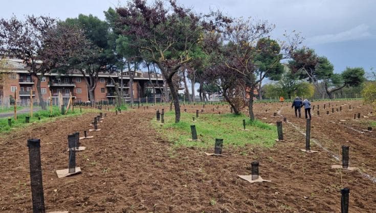 Piantare alberi per rinfrescare le città: arrivano le “linee guida”