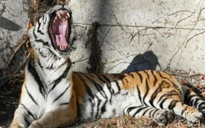 L’aviaria mette in allarme gli zoo, si teme per gli animali in via di estinzione