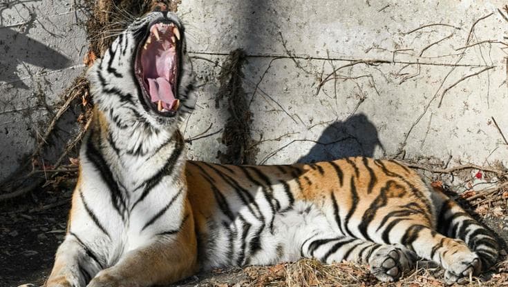 L’aviaria mette in allarme gli zoo, si teme per gli animali in via di estinzione