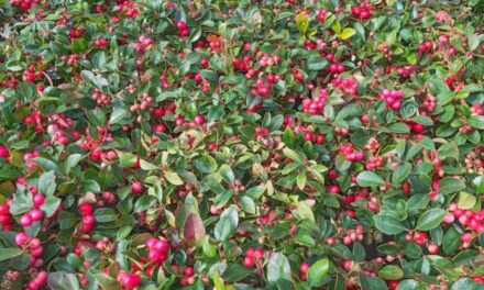 Gaultheria, i colori che vestono il giardino d’inverno