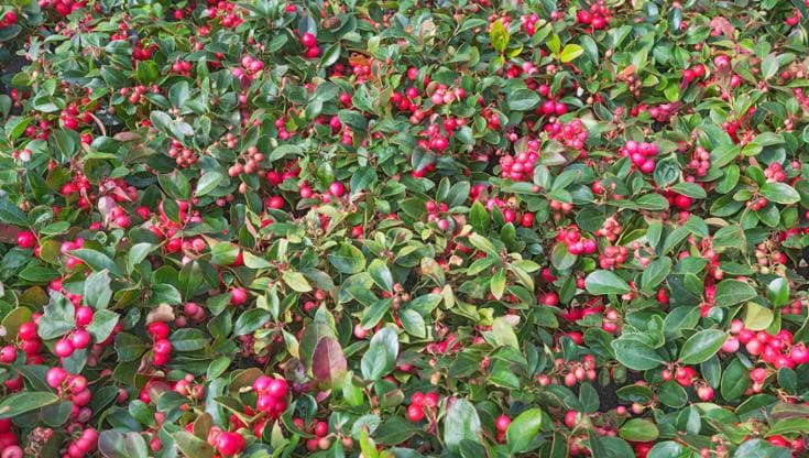 Gaultheria, i colori che vestono il giardino d’inverno