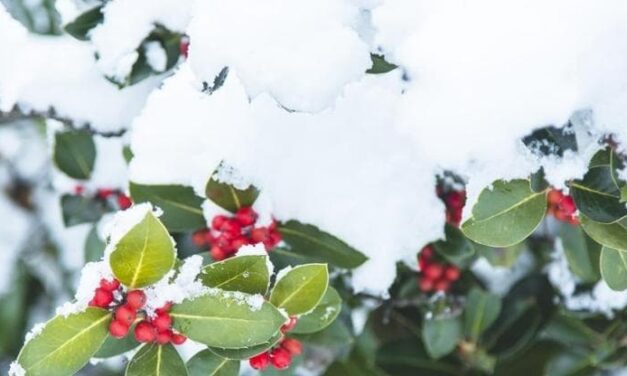 Il pungitopo, come coltivare l’arbusto che decora le tavole delle feste