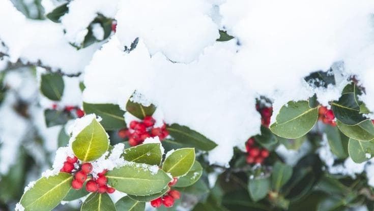 Il pungitopo, come coltivare l’arbusto che decora le tavole delle feste