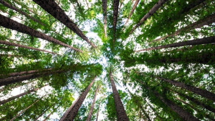 Eco-ansia, sempre più diffusa tra i giovani: può portare alla paralisi dei comportamenti green