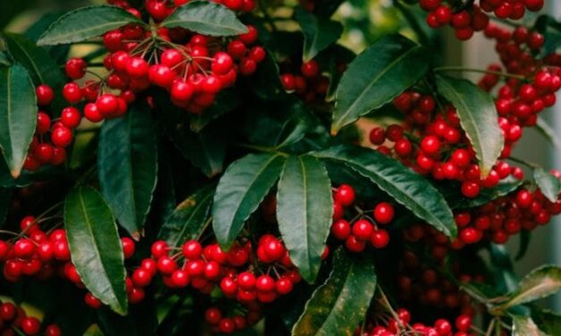 L’ardisia, come curare la pianta dalle bacche rosse