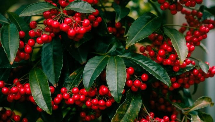 L’ardisia, come curare la pianta dalle bacche rosse