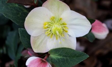 La rosa di Natale, la sempreverde dai fiori di tanti colori