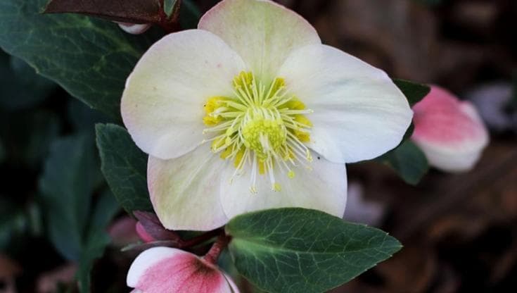 La rosa di Natale, la sempreverde dai fiori di tanti colori