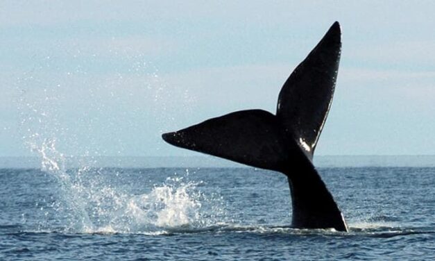 Senza l’impatto dell’uomo le balene vivono molto più a lungo di quanto credevamo