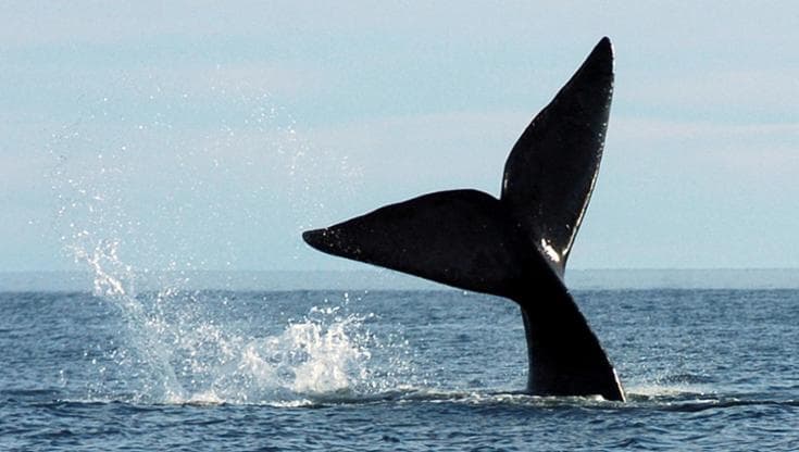 Senza l’impatto dell’uomo le balene vivono molto più a lungo di quanto credevamo