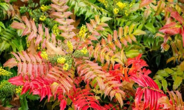 Mahonia, la pianta che decora i giardini