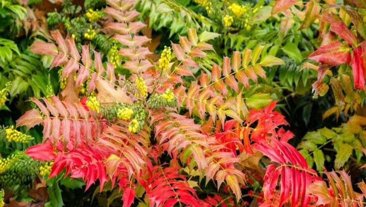 Mahonia, la pianta che decora i giardini