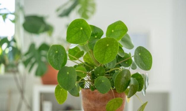 Pilea, come prendersi cura della “pianta delle monete”