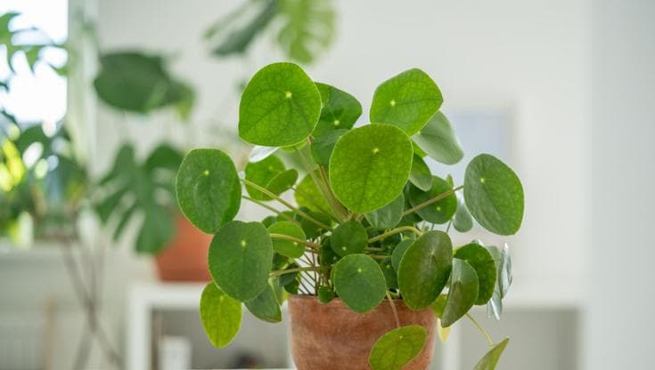 Pilea, come prendersi cura della “pianta delle monete”