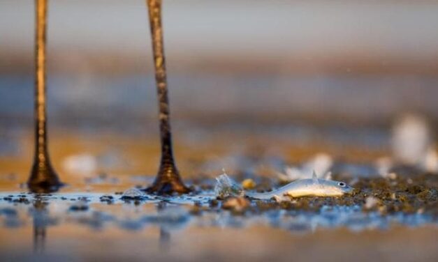 Un quarto degli animali d’acqua dolce a rischio estinzione