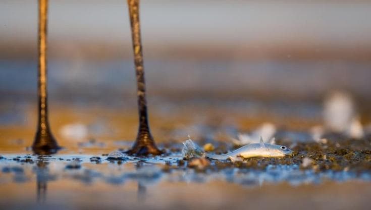 Un quarto degli animali d’acqua dolce a rischio estinzione