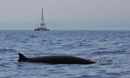 La mappa dei cetacei nel Mediterraneo la disegnano i ricercatori in “crociera”