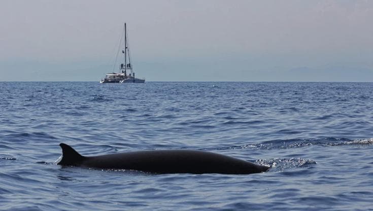 La mappa dei cetacei nel Mediterraneo la disegnano i ricercatori in “crociera”