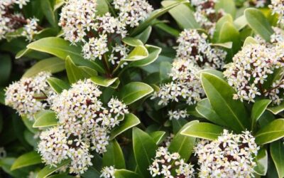 Skimmia, la pianta facile da coltivare e resistente al freddo: la guida