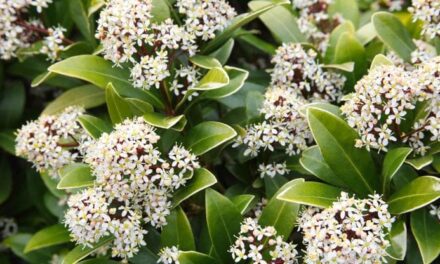 Skimmia, la pianta facile da coltivare e resistente al freddo: la guida