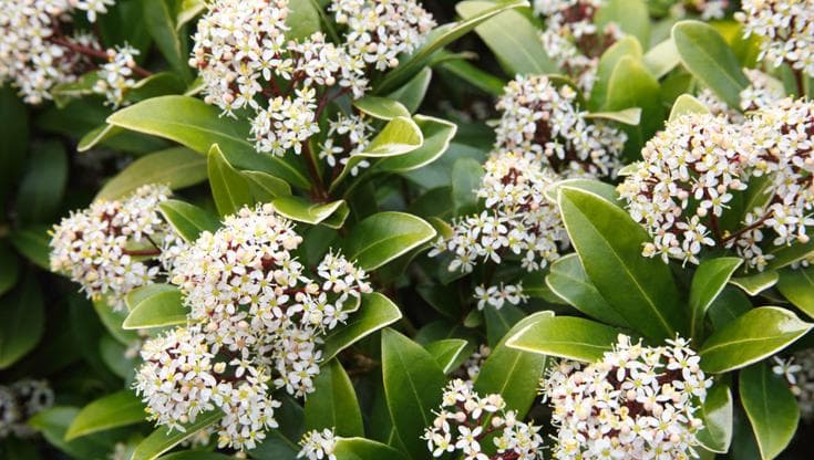 Skimmia, la pianta facile da coltivare e resistente al freddo: la guida