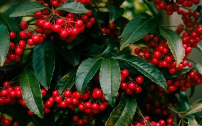 Ardisia, l’arbusto dalla bacche rosse: come prendersene cura