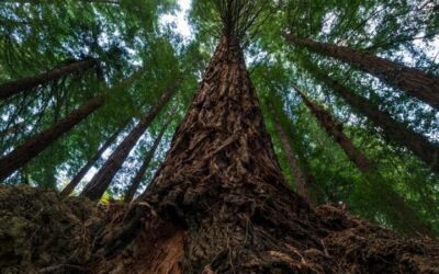 Sequoia, alla scoperta della pianta più longeva al mondo