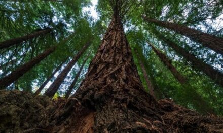 Sequoia, alla scoperta della pianta più longeva al mondo