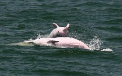 Gli ultimi delfini rosa di Hong Kong decimati dall’uomo