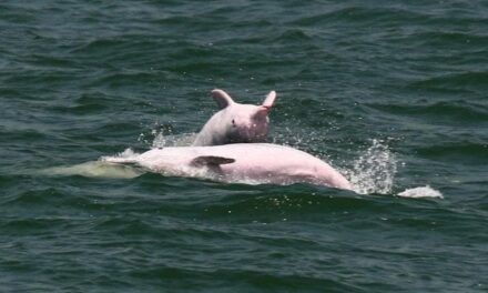 Gli ultimi delfini rosa di Hong Kong decimati dall’uomo