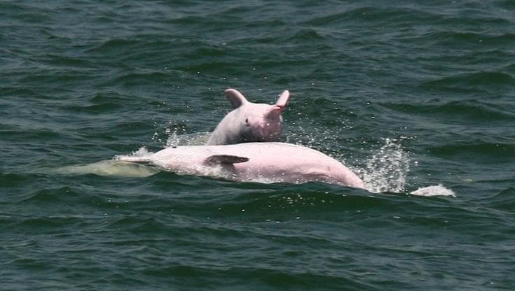 Gli ultimi delfini rosa di Hong Kong decimati dall’uomo